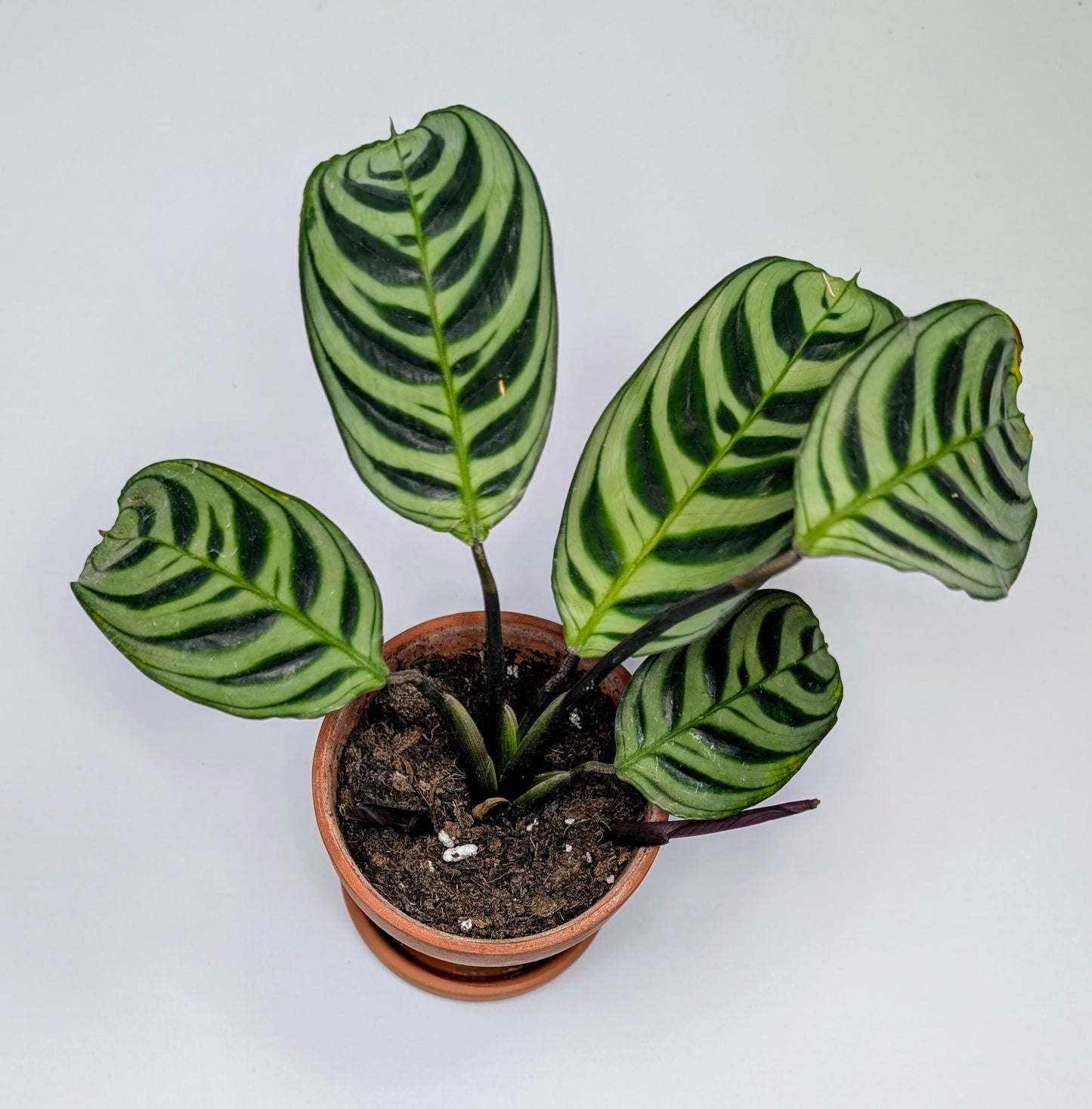 Plante ''Calathea Ctenenthe''