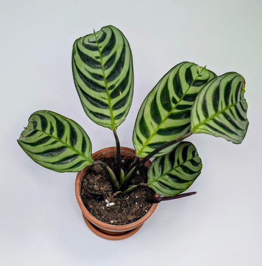 Plante ''Calathea Ctenenthe''